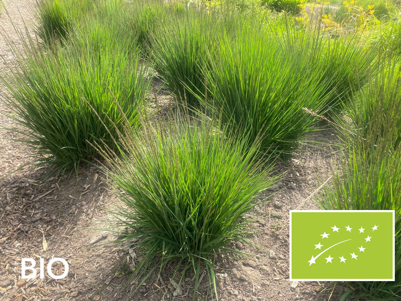 Biologisch Pijpestrootje - Molinia caerulea 'Moorhexe'