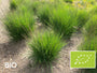 Biologisch Pijpestrootje - Molinia caerulea 'Moorhexe'