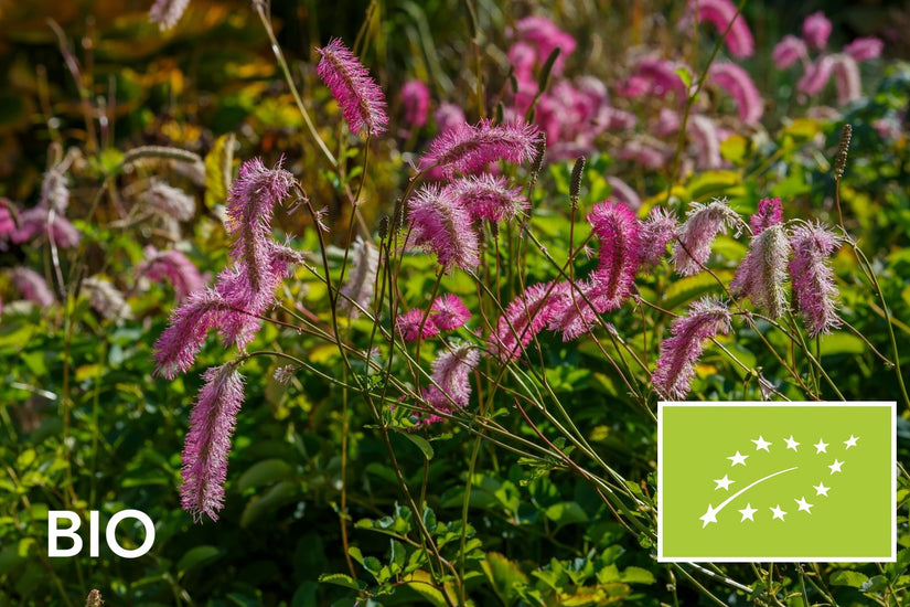 Biologische Pimpernel - Sanguisorba Obtusa