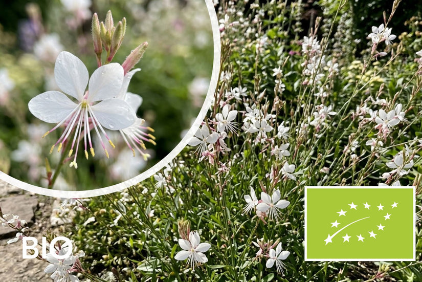 Biologische Prachtkaars - Gaura lindheimeri 'Ellura White'