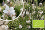 Biologische Prachtkaars - Gaura lindheimeri 'Ellura White'