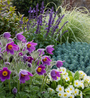 Biologisch Wildemanskruid - Pulsatilla vulgaris