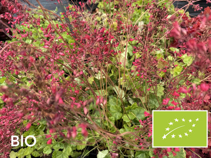 Biologisch Purperklokje - Heuchera sanguinea 'Leuchtkäfer'