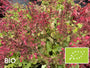 Biologisch Purperklokje - Heuchera sanguinea 'Leuchtkäfer'