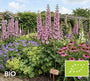 Biologische Ridderspoor (Roze/Paars) - Delphinium 'Astolat'