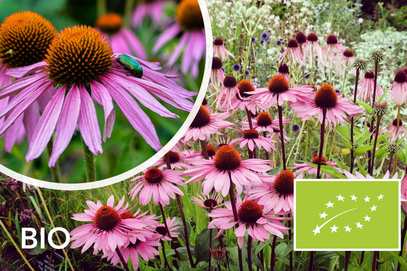Biologische Rode Zonnehoed - Echinacea purpurea 'Leuchtstern'