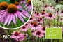Biologische Rode Zonnehoed - Echinacea purpurea 'Leuchtstern'