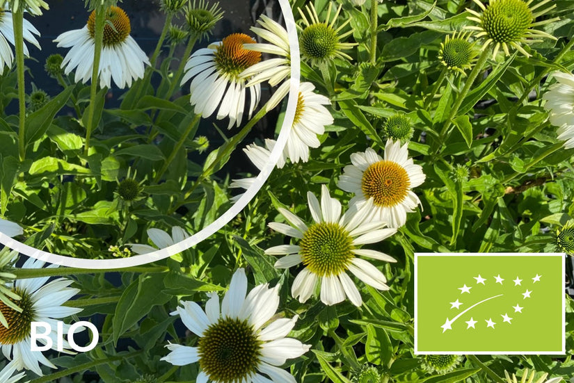 Biologische Zonnehoed - Echinacea purpurea 'White Swan'