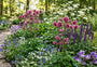 Biologische Akelei - Aquilegia vulgaris 'Rose Barlow'