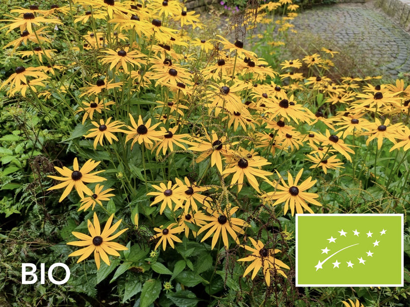 Biologische Rudbeckia - Rudbeckia fulgida var. deamii