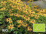 Biologische Rudbeckia - Rudbeckia fulgida var. deamii