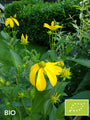 Biologische Rudbeckia - Rudbeckia nitida 'Herbstsonne'