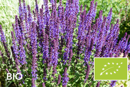 Biologische salie (Lage soort, 50 cm) - Salvia nemerosa 'Blaukönigin'
