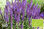 Biologische salie (Lage soort, 50 cm) - Salvia nemerosa 'Blaukönigin'
