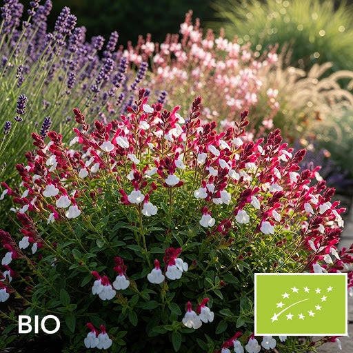 Biologische Salie (Rood/Wit) - Salvia microphylla 'Hot lips'
