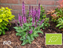 Biologische Salie (Rose) - Salvia x sylvestris 'Rose Queen'