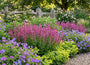 Biologische Salie (Rose) - Salvia x sylvestris 'Rose Queen'