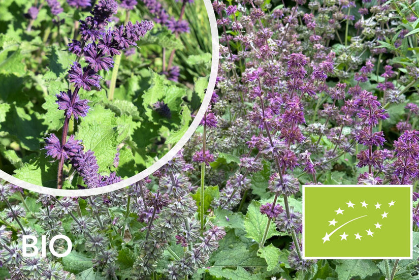 Biologische Kranssalie - Salvia verticillata 'Purple Rain'