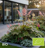 Biologische Schout bij nacht - Rodgersia pinnata