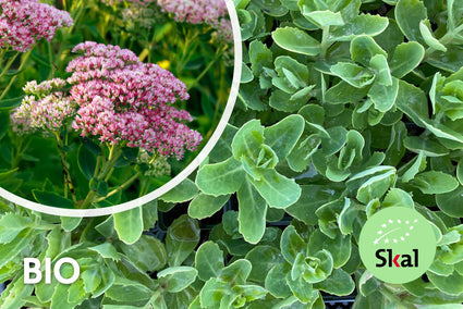 Biologisch Vetkruid - Sedum 'Herbstfreude'