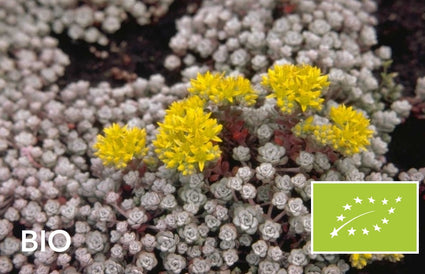 Biologisch Vetkruid - Sedum spathulifolium 'Cape Blanco'