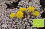 Biologisch Vetkruid - Sedum spathulifolium 'Cape Blanco'
