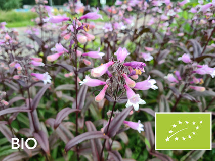 Biologische Slangenkop - Penstemon digitalis 'Husker Red'