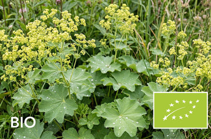 Biologische Spitslobbige Vrouwenmantel - Alchemilla vulgaris