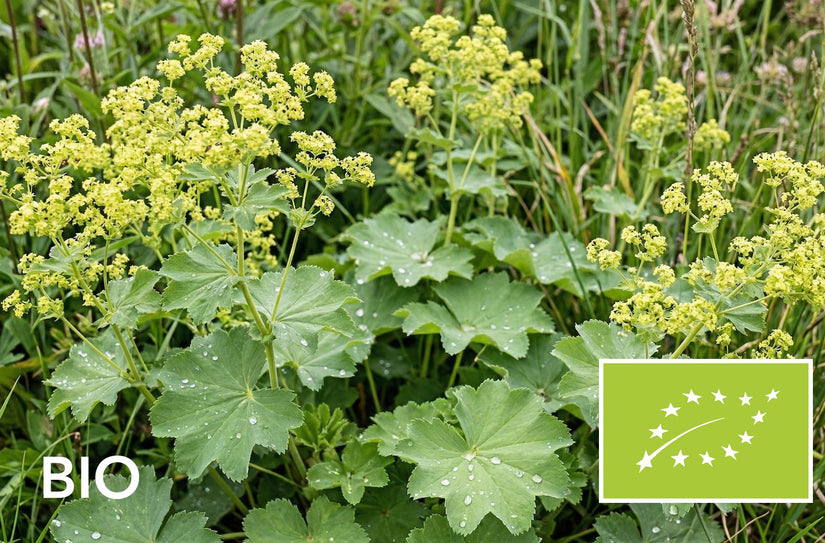 Biologische Spitslobbige Vrouwenmantel - Alchemilla vulgaris