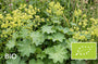 Biologische Spitslobbige Vrouwenmantel - Alchemilla vulgaris