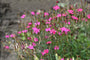 Biologisch Steenanjer - Dianthus delt. 'Brilliant'