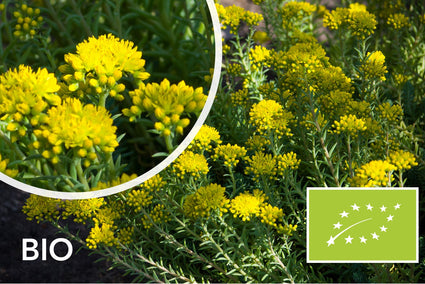 Biologische Tripmadam - Sedum reflexum