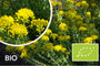 Biologische Tripmadam - Sedum reflexum