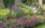 Biologische Ooievaarsbek - Geranium sanguineum 'Tiny Monster'