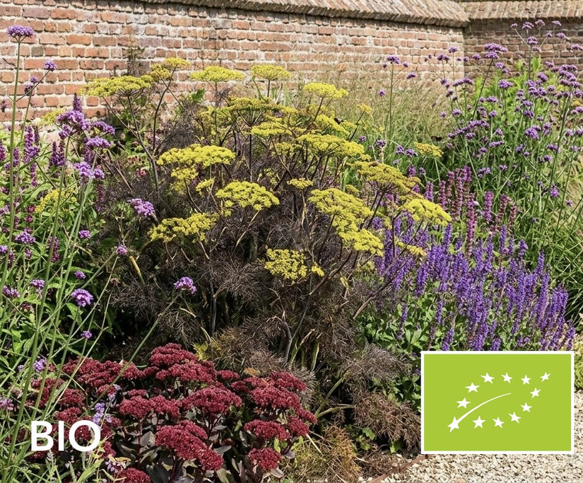 Biologische Venkel - Foeniculum vulgare 'Purpureum'