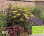 Biologische Venkel - Foeniculum vulgare 'Purpureum'