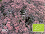 Biologisch Vetkruid - Sedum 'Purple Emperor' (ook per/m2)