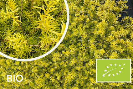 Biologisch Vetkruid - Sedum reflexum 'Angelina'