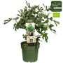 Biologisch Dwergvijg - Ficus carica 'Little Miss Figgy'