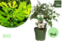 Biologisch Dwergvijg - Ficus carica 'Little Miss Figgy'