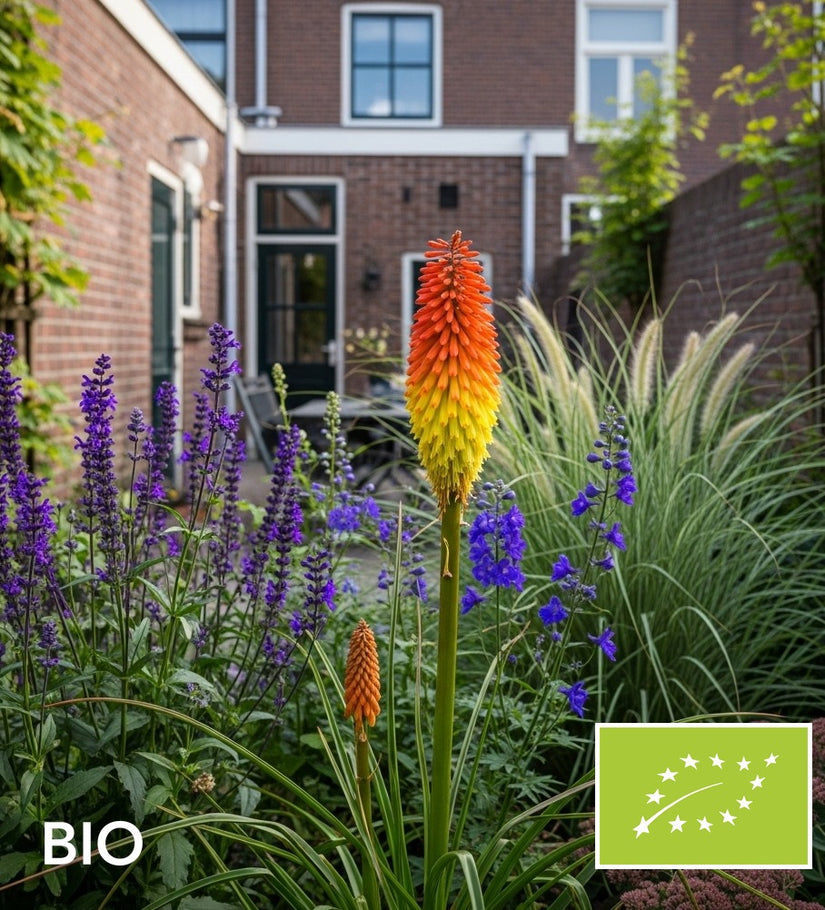 Biologische Vuurpijl - Kniphofia 'Royal Castle'