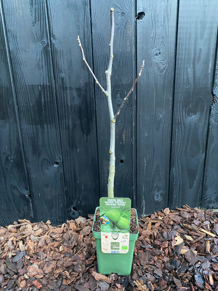 Biologische Walnootboom - Juglans Regia BIO