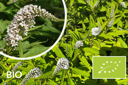 Biologische Witte Wederik - Lysimachia clethroides