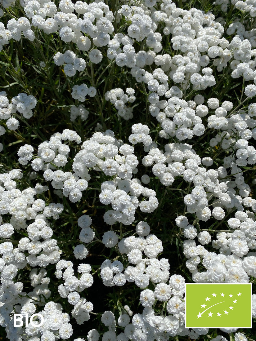 Biologische Wilde bertram - Achillea ptarmica 'The Pearl'