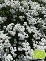 Biologische Wilde bertram - Achillea ptarmica 'The Pearl'