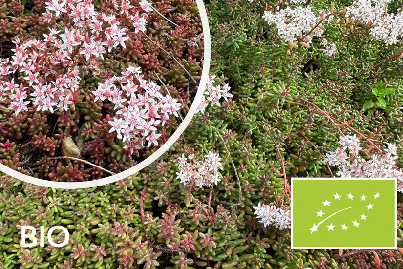 Biologisch Wit vetkruid / Muurpeper - Sedum Album 'Coral Carpet'