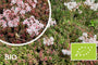 Biologisch Wit vetkruid / Muurpeper - Sedum Album 'Coral Carpet'