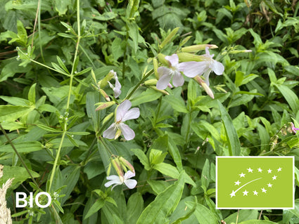 Biologische Zeepkruid - Saponaria officinalis