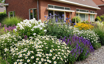 Biologisch Zomeraster (Wit) - Kalimeris incisa 'Alba'