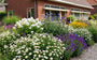Biologisch Zomeraster (Wit) - Kalimeris incisa 'Alba'